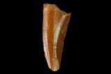 Serrated, Raptor Tooth - Real Dinosaur Tooth #158947-1